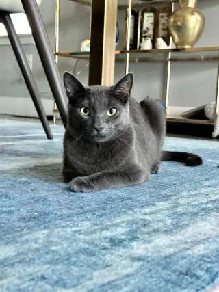 Cayenne
