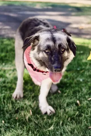 Macy (tripod)