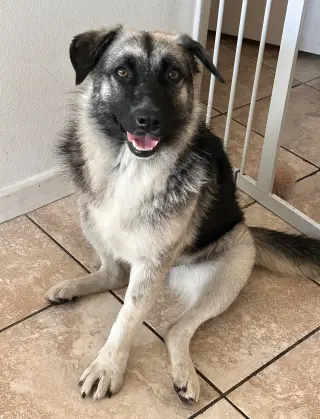 Macy (tripod)