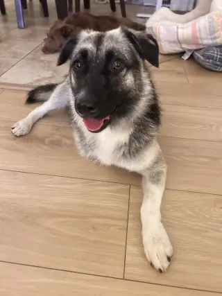 Macy (tripod)
