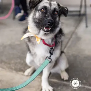 Macy (tripod)