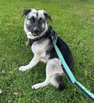 Macy (tripod)
