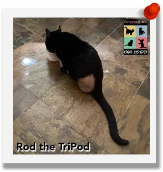 Rod the Tripod