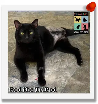 Rod the Tripod