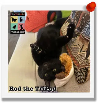 Rod the Tripod