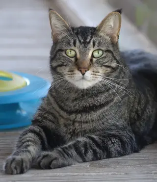 Tinker