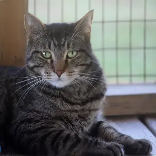 Tinker