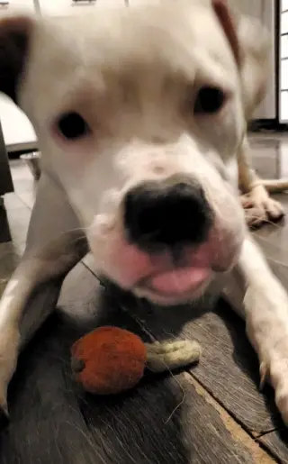 Oreo