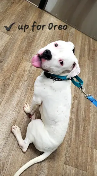 Oreo