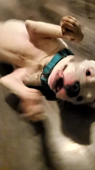 Oreo