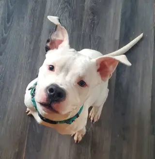 Oreo