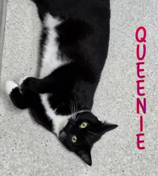 Queenie