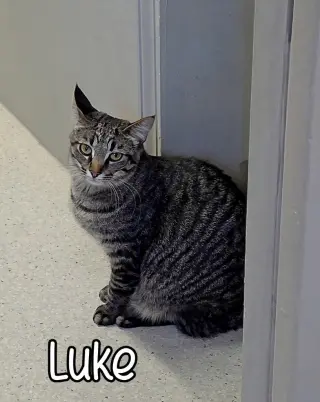 Luke