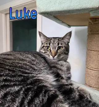 Luke