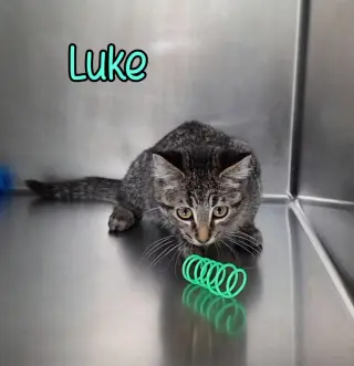 Luke