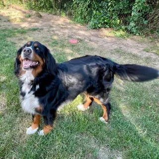 Trixie