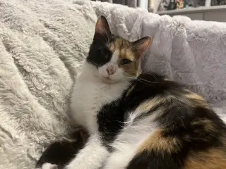 Mittsie