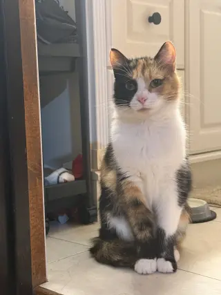 Mittsie