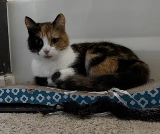 Mittsie