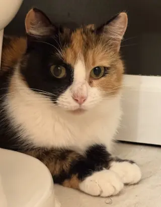 Mittsie