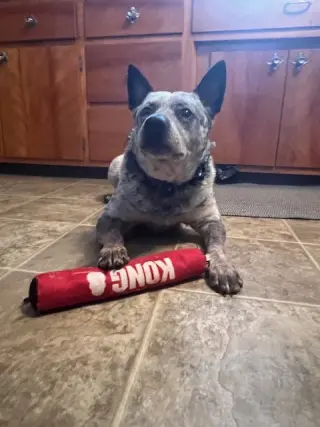 Brutus