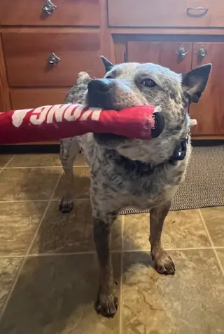 Brutus