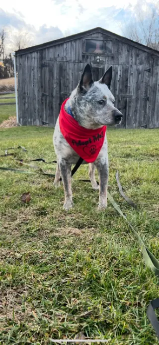 Brutus