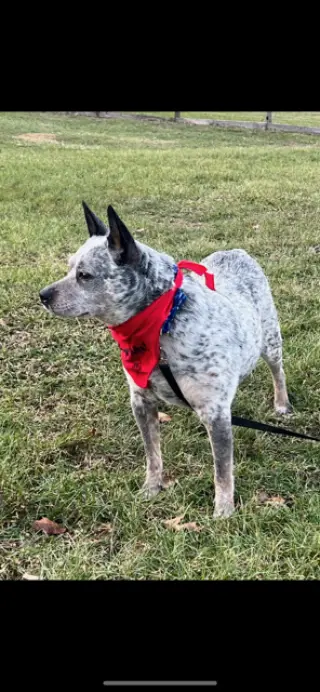 Brutus