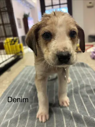 Denim