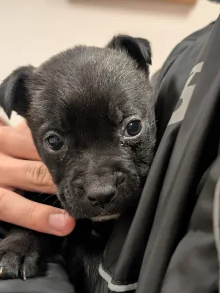 Pluto (Planet litter)