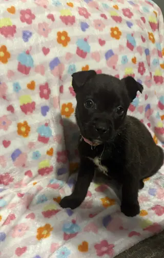 Pluto (Planet litter)