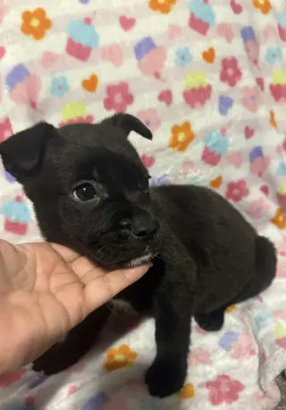 Pluto (Planet litter)