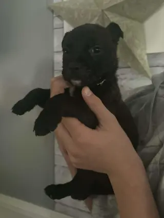 Pluto (Planet litter)