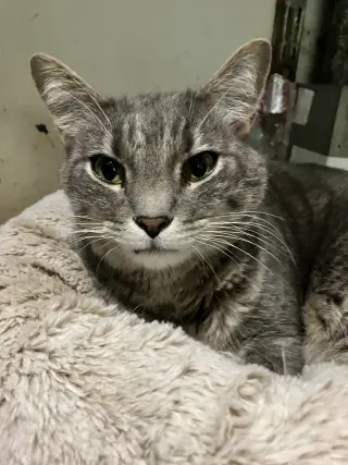 Fonzi