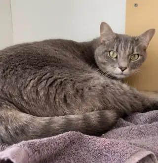 Fonzi