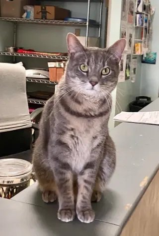 Fonzi