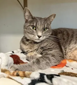 Fonzi