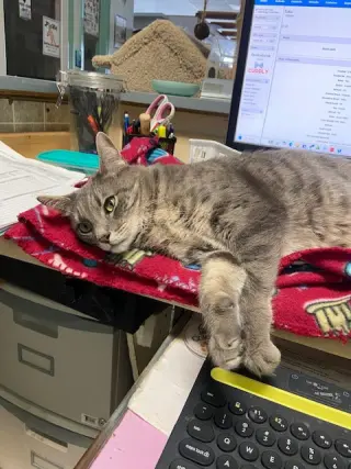 Fonzi