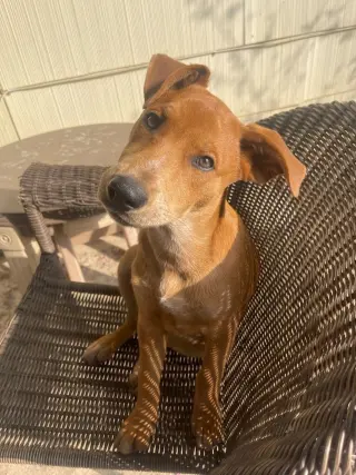 Missy aka Trixie