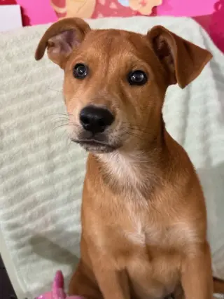 Missy aka Trixie