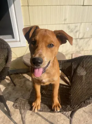 Missy aka Trixie