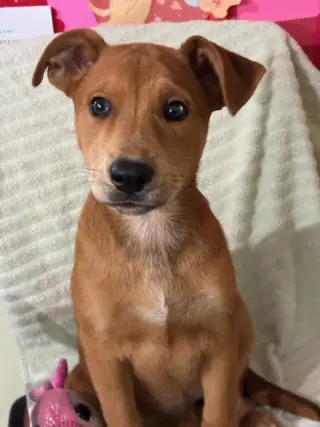 Missy aka Trixie