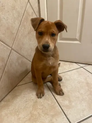 Missy aka Trixie