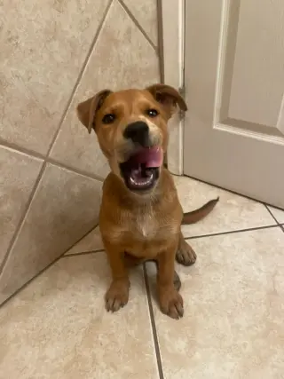 Missy aka Trixie