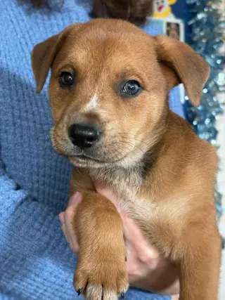 Missy aka Trixie