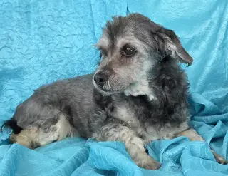 Chewy