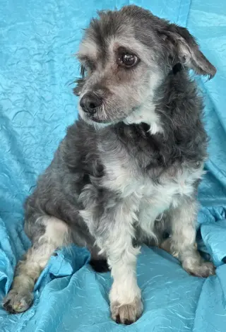 Chewy
