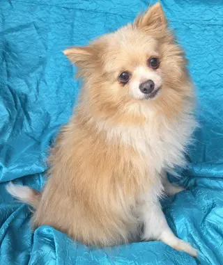 Gabe
