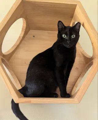 Kona