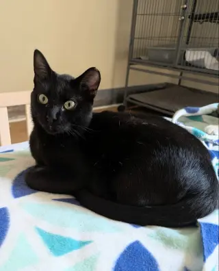 Kona